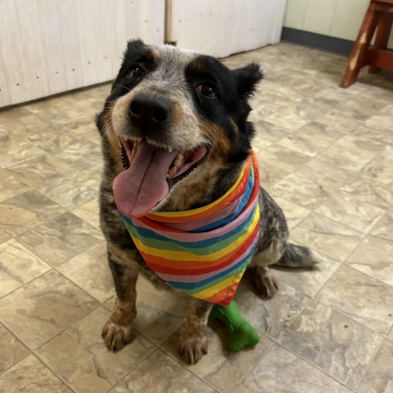 An adult medium-sized female Merle (Blue) Australian Cattle Dog / Blue Heeler dog named Punkin for adoption in Pilot Point, TX