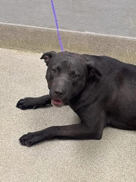 A young large-sized male Pit Bull Terrier dog named Shadow for adoption in Las Vegas, NV