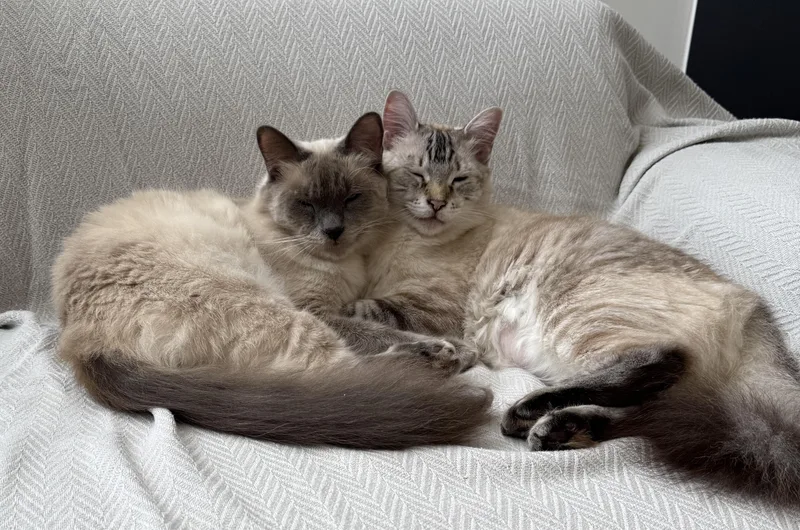 An adult medium-sized male Lilac Point Siamese cat named Jeffrey & Paxton for adoption in Sherman Oaks, CA