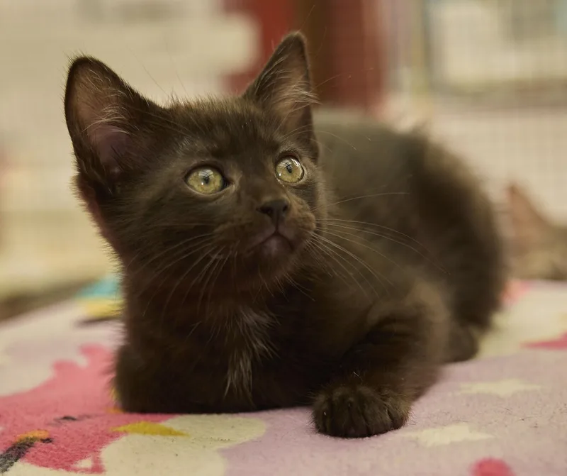 A baby medium-sized female Domestic Short Hair cat named Gidget for adoption in Santa Barbara, CA