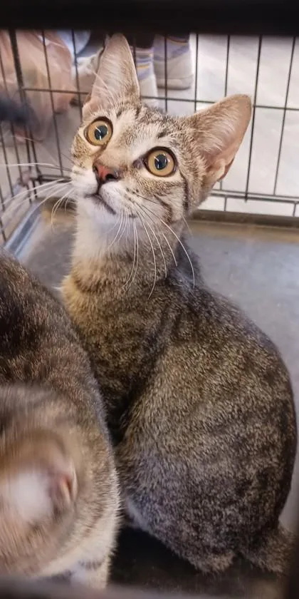 A young medium-sized male Domestic Short Hair cat named Watson for adoption in West Memphis, AR
