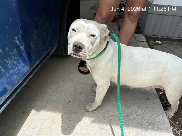 An adult large-sized female Pit Bull Terrier dog named Sassy for adoption in Ocala, FL