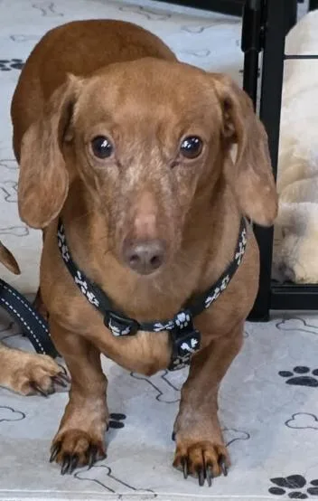 An adult small-sized female Dachshund dog named Hannah for adoption in West Columbia, SC