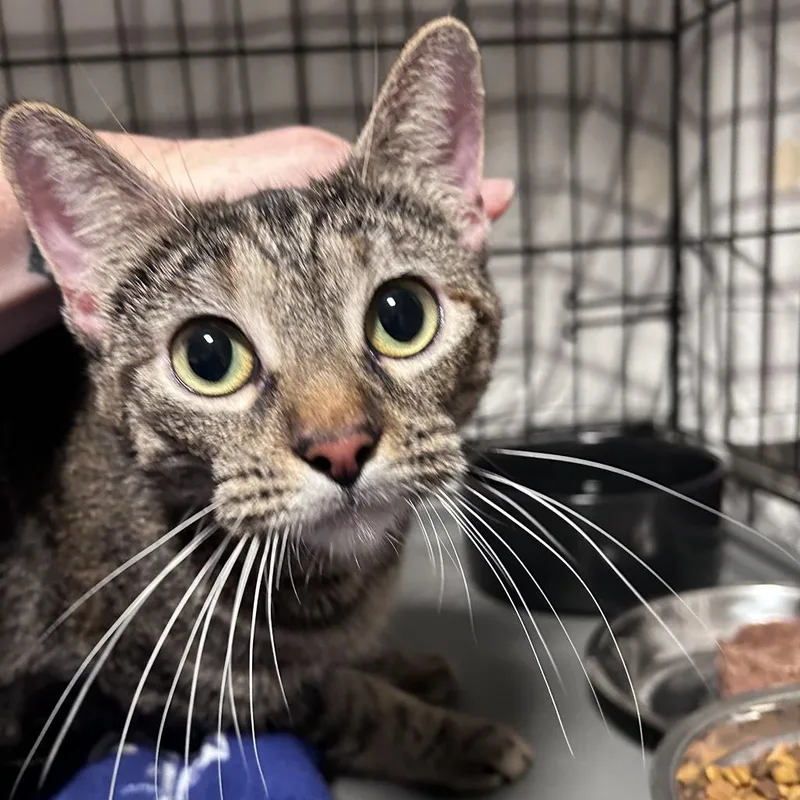An adult medium-sized female Torbie Domestic Short Hair cat named Paprika Costa Mesa Location for adoption in Chino Hills, CA