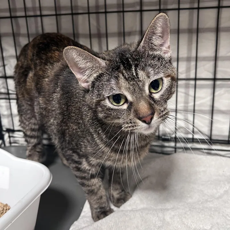 Paprika Costa Mesa Location thumbnail 2