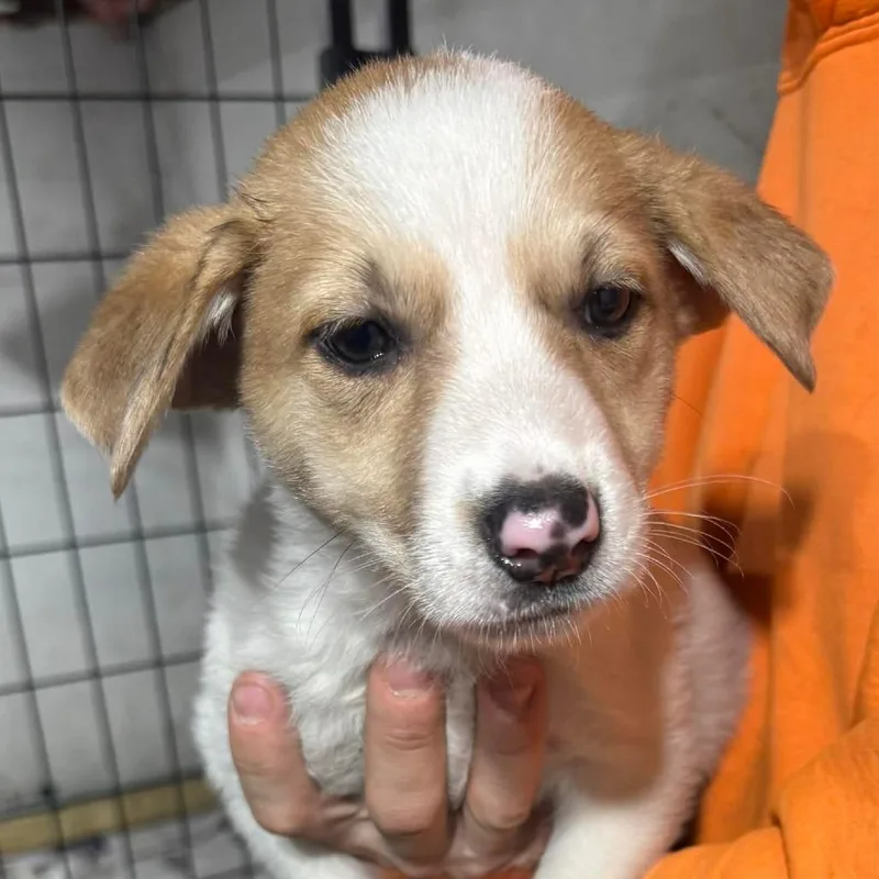 A baby medium-sized female White / Cream Mixed Breed dog named Dolores for adoption in DeKalb, IL