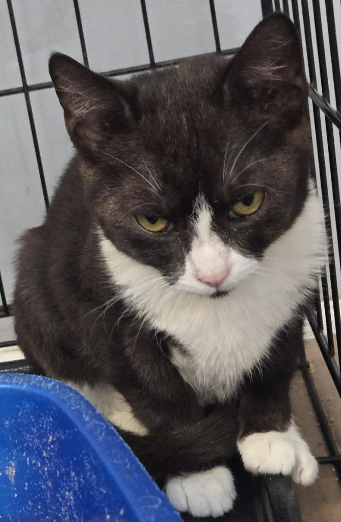 A baby medium-sized male Tuxedo cat named Munson for adoption in Windsor, CT