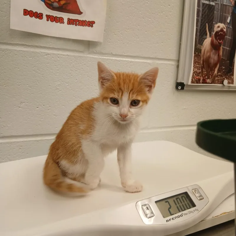 A baby small-sized female Cream / Ivory Domestic Short Hair cat named Sprinkle for adoption in Chattanooga, TN