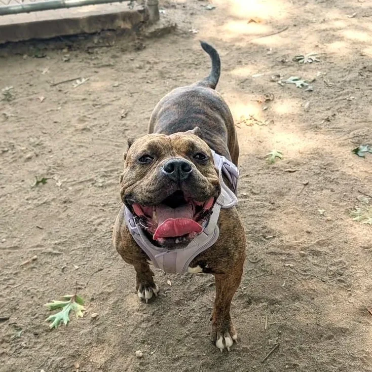 An adult large-sized male Mixed Breed dog named Clementine for adoption in Brookhaven, NY