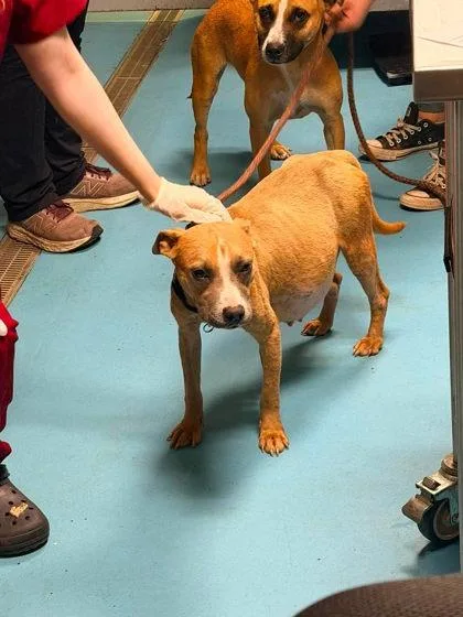 A young medium-sized female Mixed Breed dog named Prissy for adoption in Hobart, IN