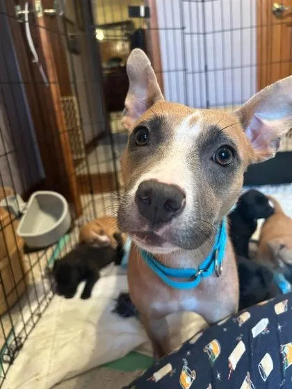 Prissy thumbnail 2