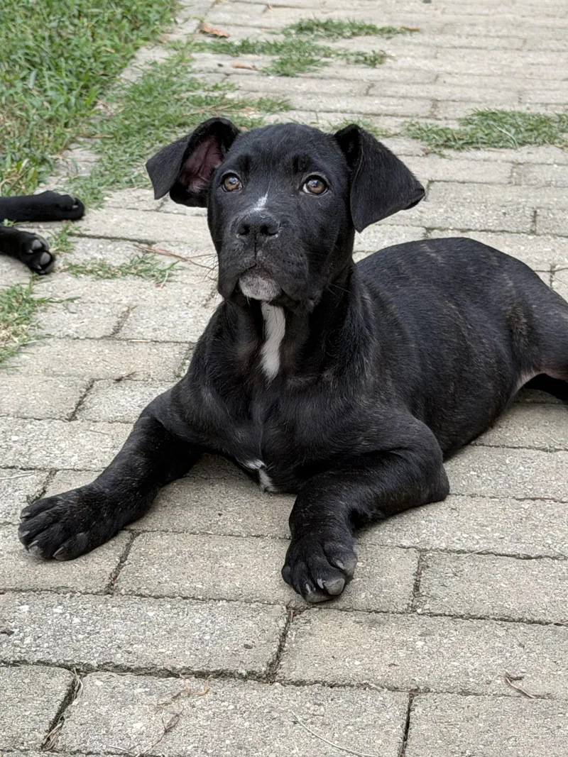 A baby medium-sized male Pit Bull Terrier dog named Aster for adoption in Richmond, VA