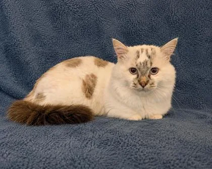A senior medium-sized male Munchkin cat named Shade for adoption in Buffalo, MN