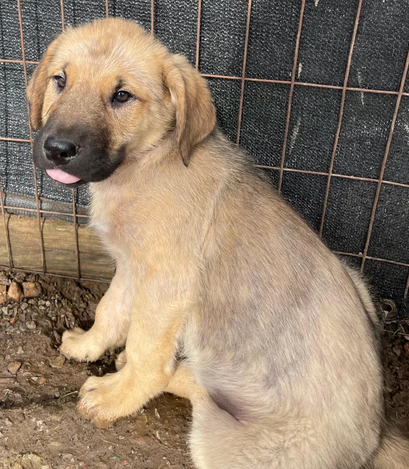 Elvis Excellent thumbnail 2