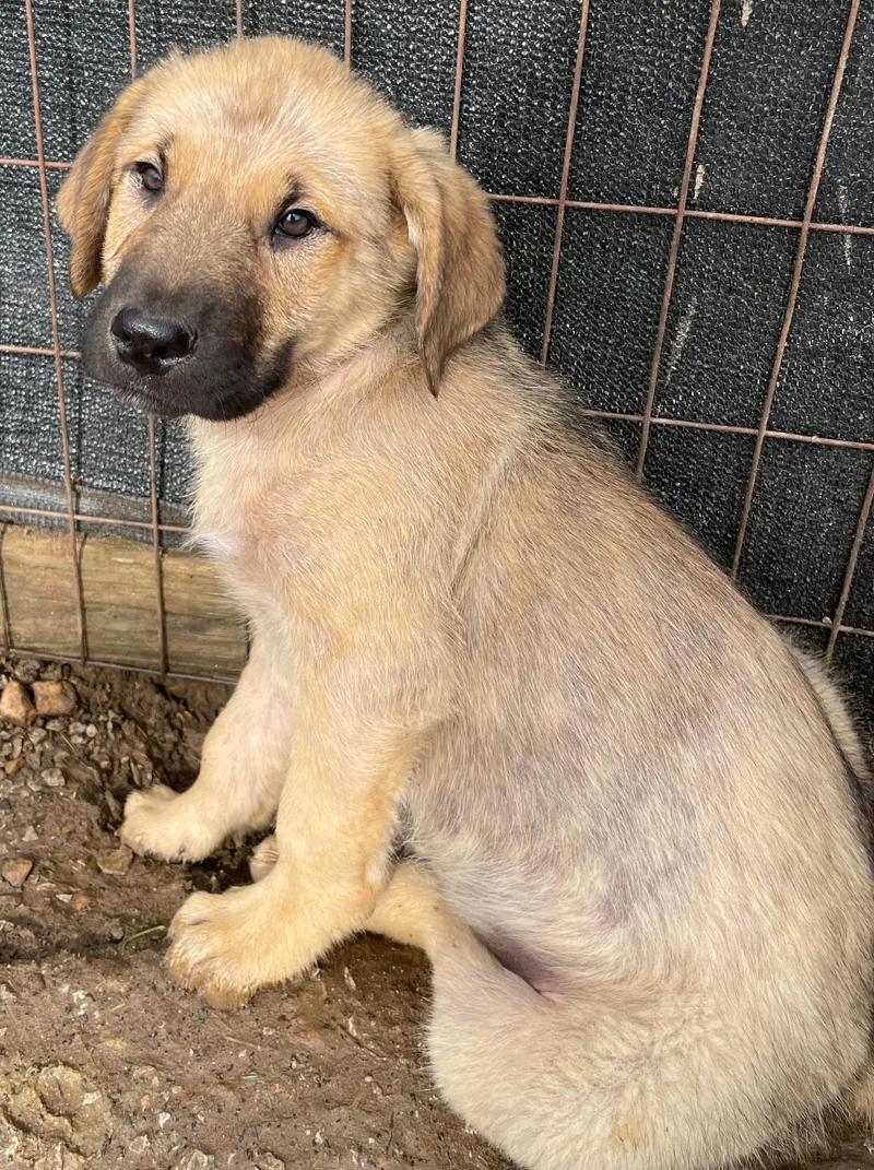 Elvis Excellent thumbnail 3