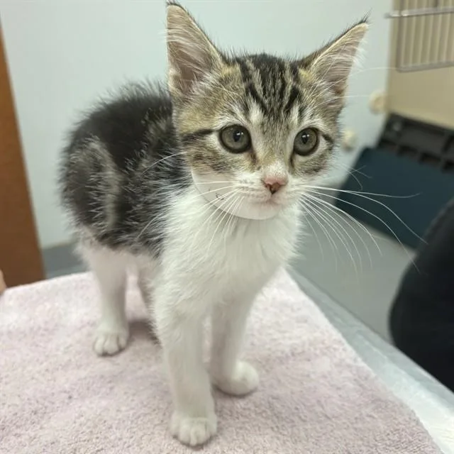 A baby small-sized female Domestic Medium Hair cat named Unknown for adoption in Rancho Cucamonga, CA