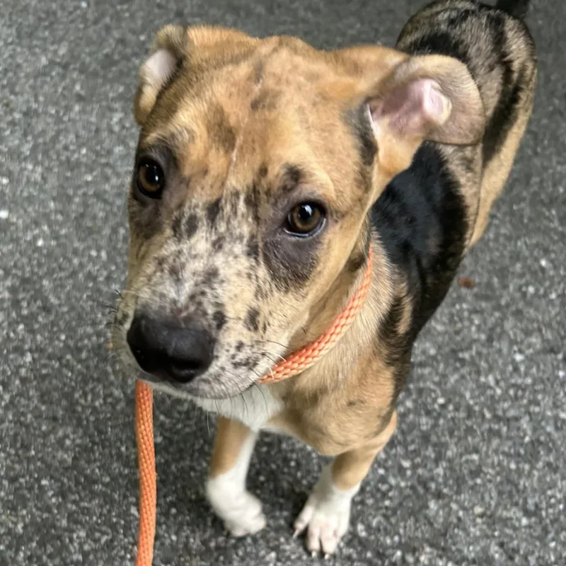 A baby small-sized male Brown / Chocolate Catahoula Leopard Dog dog named Finn for adoption in Rockville, MD