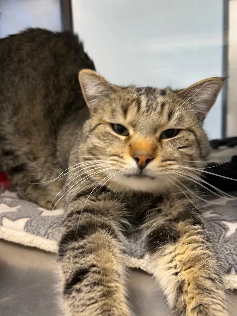 Mr. Buddy thumbnail 2