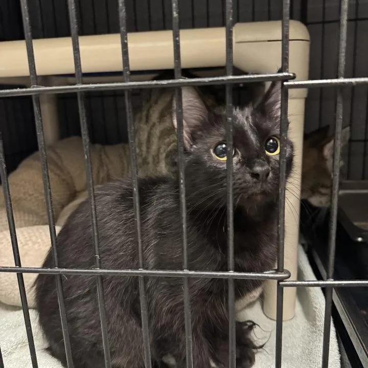 An adult small-sized female Black Domestic Long Hair cat named Autumn for adoption in Columbus, NC