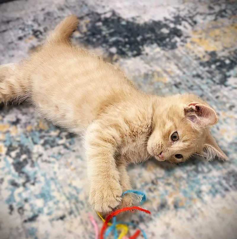 A baby medium-sized male Domestic Long Hair cat named Clay for adoption in Fort Myers, FL