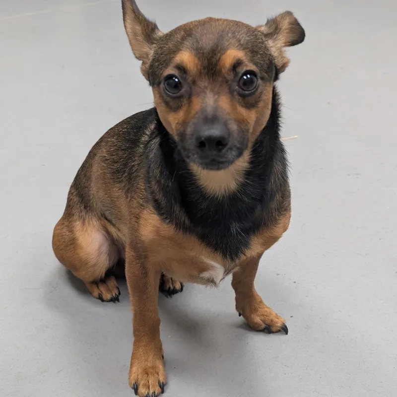 A young small-sized male Black Mixed Breed dog named StrayGarrettPinesDrive for adoption in Columbus, GA