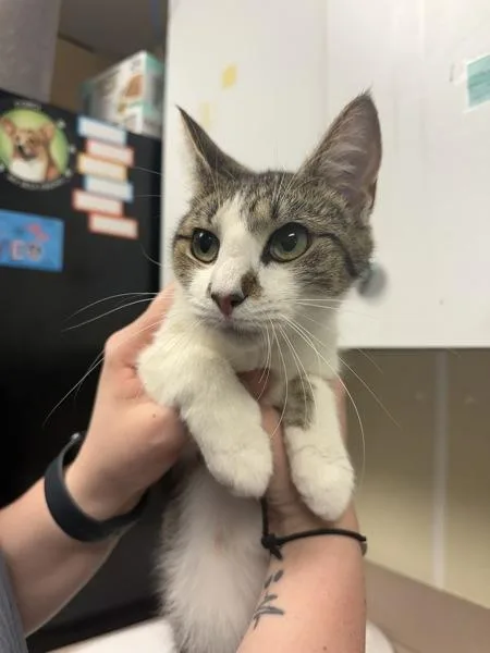 A young small-sized female Domestic Short Hair cat named Sunflower for adoption in Salisbury, MD