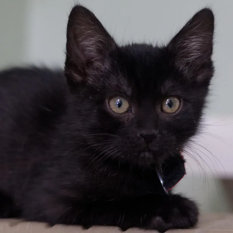 A baby medium-sized female Domestic Short Hair cat named Salome for adoption in Hot Springs, AR