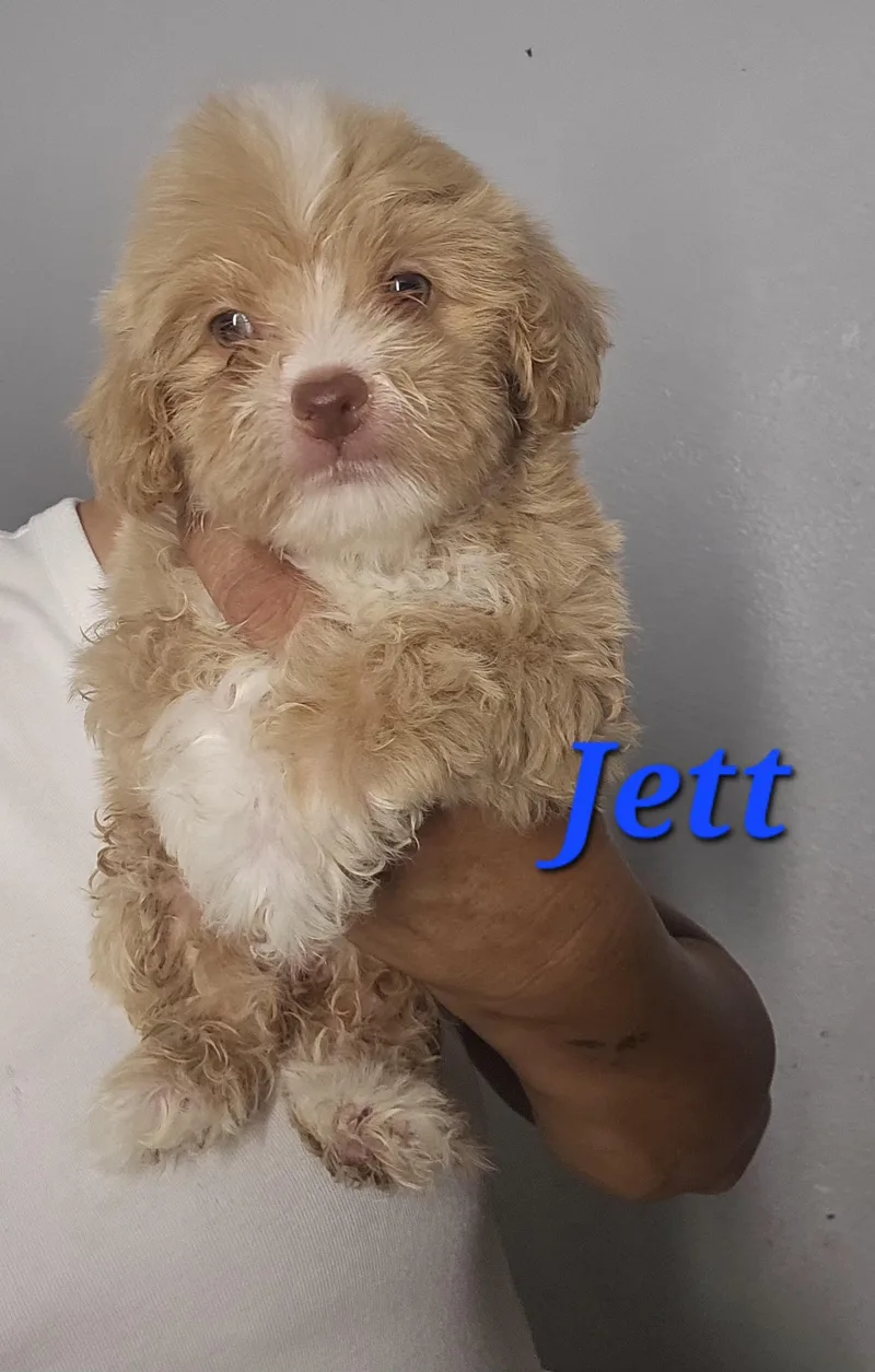 Jett