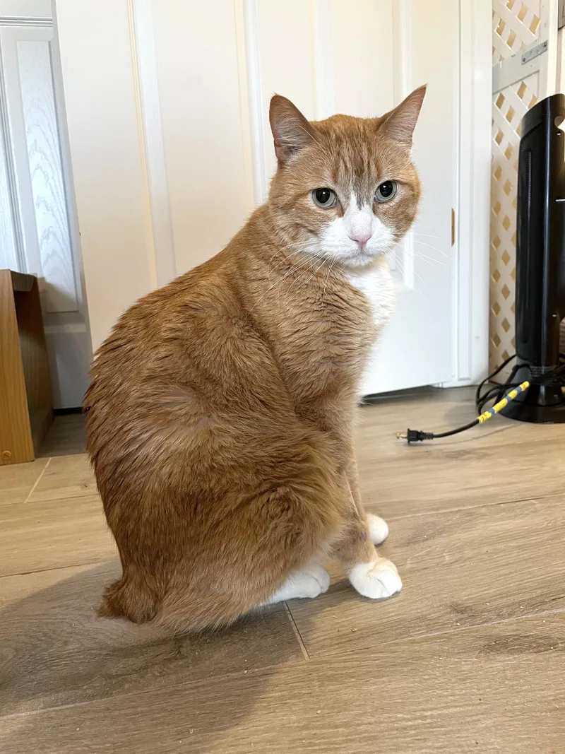 An adult medium-sized male Orange & White Domestic Short Hair cat named Bunchie for adoption in Colorado Springs, CO