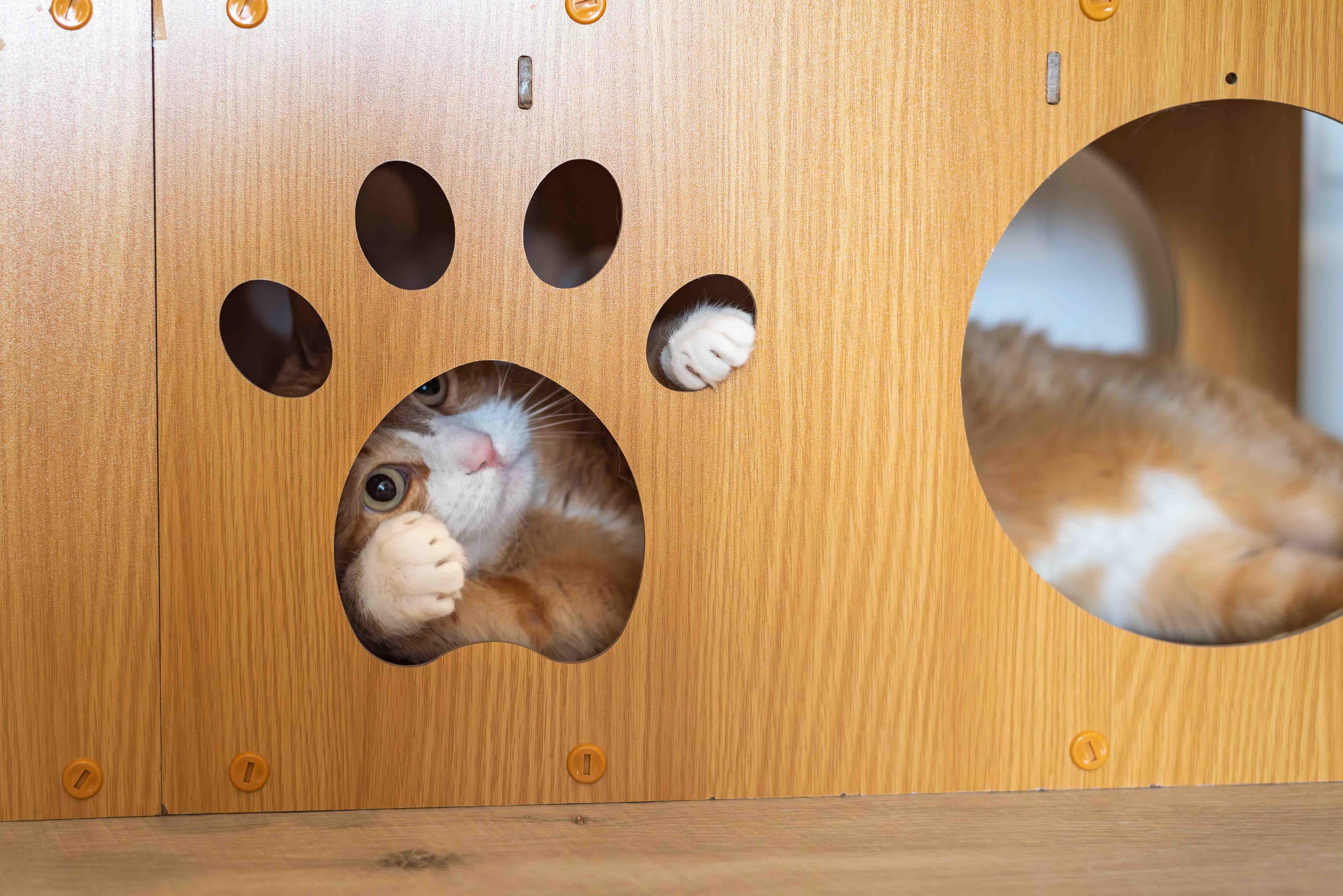 Bunchie thumbnail 2