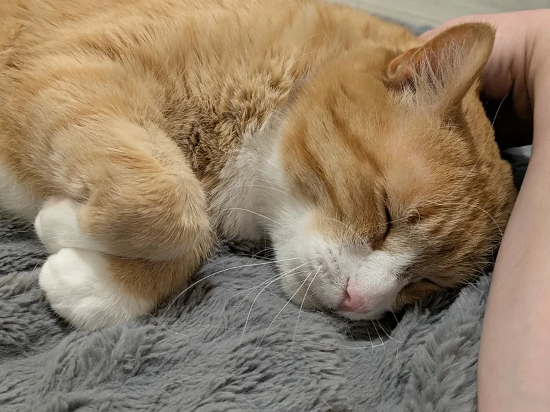 Bunchie thumbnail 3