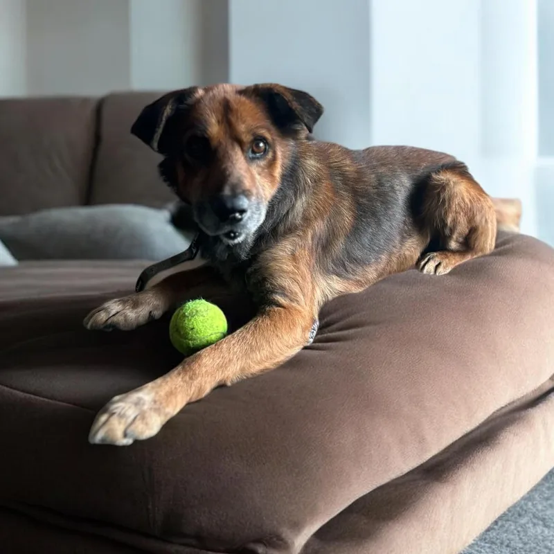 A senior medium-sized male German Shepherd Dog dog named Winston for adoption in Sugar Land, TX
