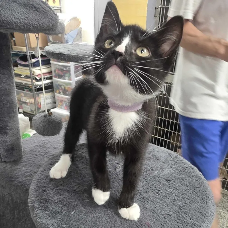 A baby small-sized female Black Domestic Short Hair cat named Swirl for adoption in Falls Church, VA