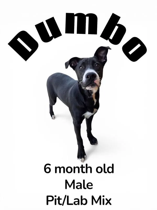 Dumbo