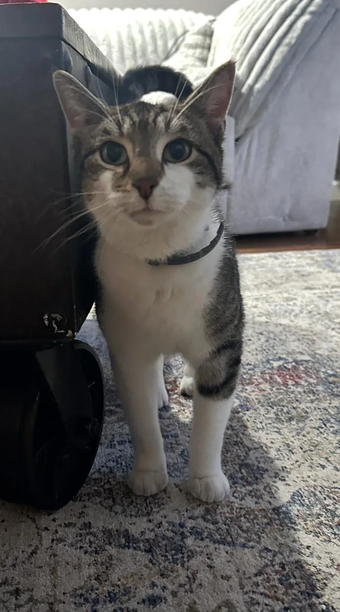 A young medium-sized female Domestic Short Hair cat named Tiger for adoption in Clifton, NJ