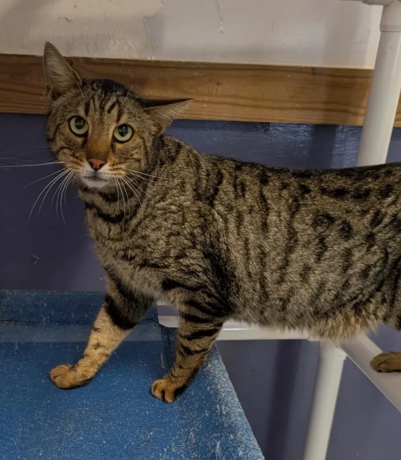A young small-sized male Domestic Short Hair cat named Nero for adoption in Saint Francisville, LA