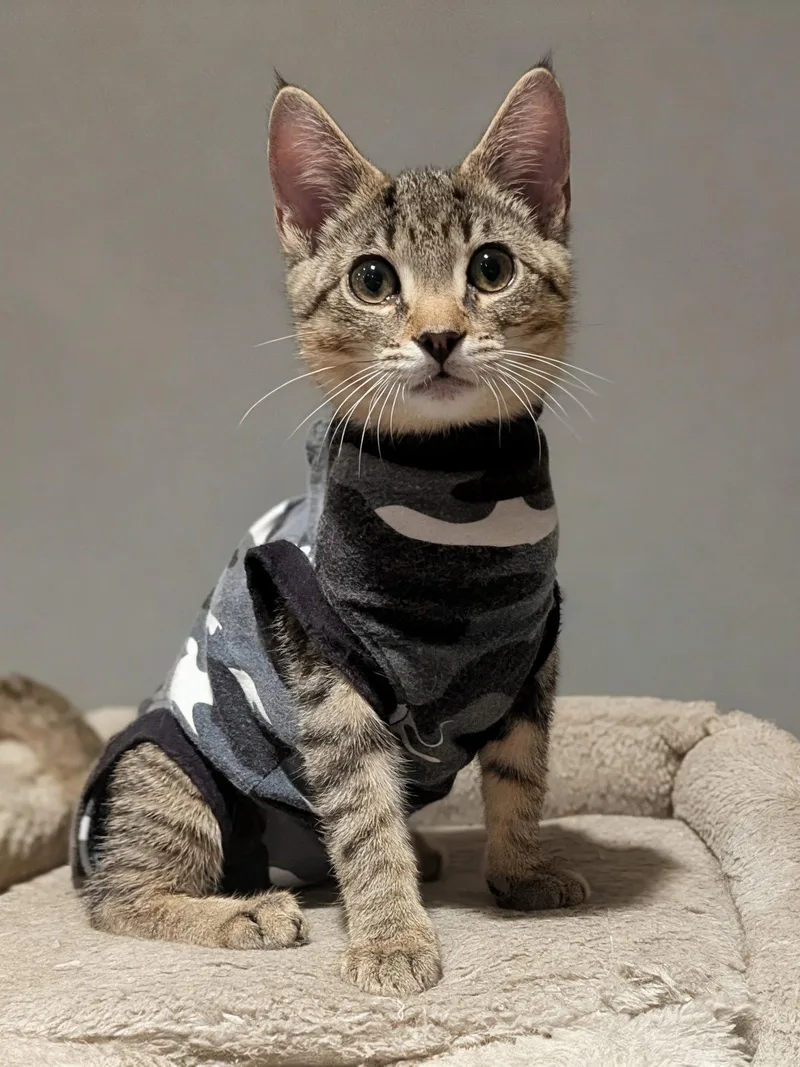 A baby medium-sized female American Shorthair cat named Jesse for adoption in Harrisburg, PA