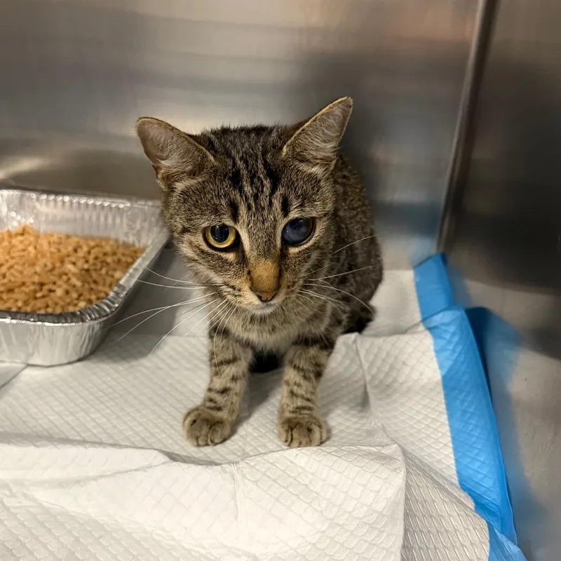 A senior medium-sized female Brown / Chocolate Domestic Short Hair cat named Aisha for adoption in Greensboro, NC