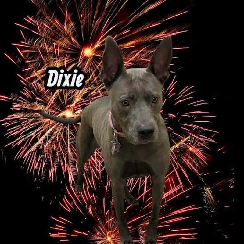 An adult medium-sized female Gray / Blue / Silver Pharaoh Hound dog named Dixie for adoption in York, NE