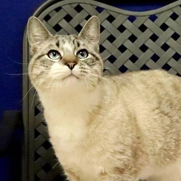 An adult medium-sized male Snowshoe cat named Ravi for adoption in Midland, TX