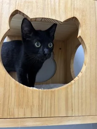 A baby small-sized male Domestic Short Hair cat named Snoops for adoption in Cumming, GA