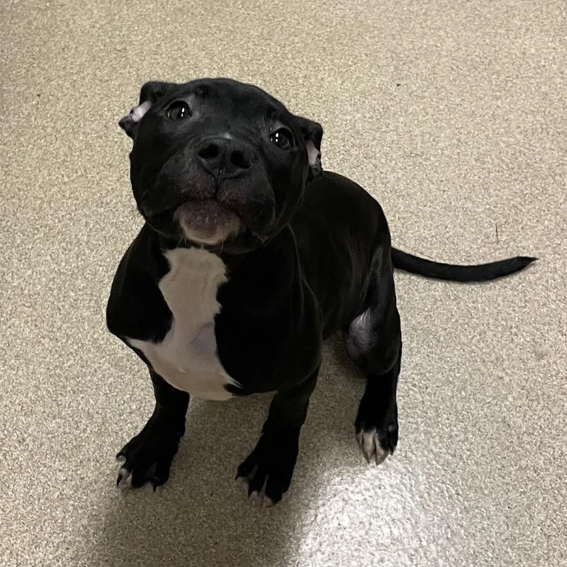 A baby medium-sized female Black Pit Bull Terrier dog named Hallie for adoption in Bristol, IN