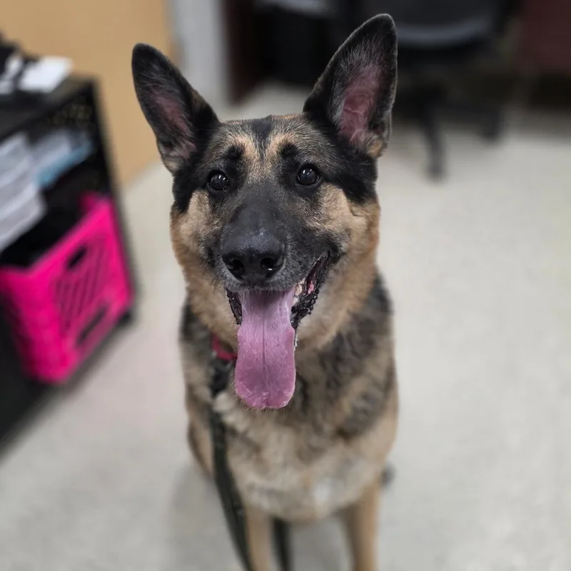 An adult large-sized male Black Mixed Breed dog named Apollo for adoption in Jacksonville, FL