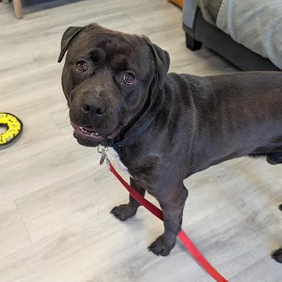 Loverboy thumbnail 5