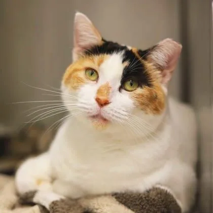 An adult small-sized female White Domestic Short Hair cat named Sundae for adoption in Atlanta, GA