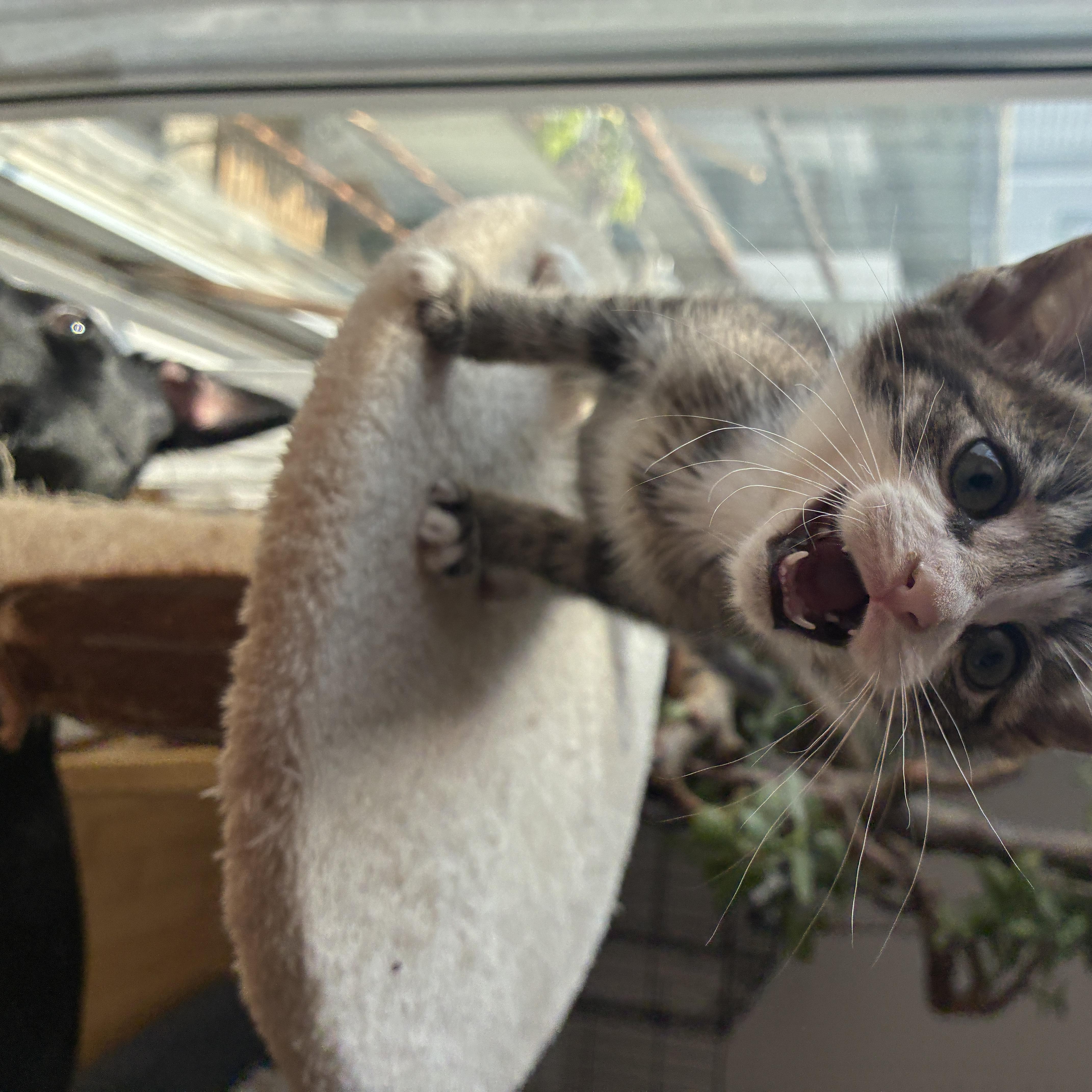 A baby small-sized male Tabby (Brown / Chocolate) Domestic Short Hair cat named Olé for adoption in Philadelphia, PA