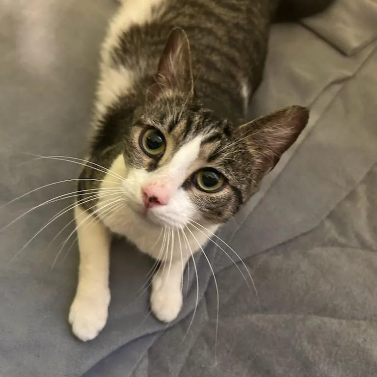 An adult medium-sized female Gray / Blue / Silver Domestic Short Hair cat named Cinderella for adoption in Winston Salem, NC