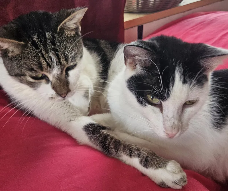 An adult medium-sized male Tabby (Brown / Chocolate) Domestic Short Hair cat named Mikey & Not Mikey for adoption in Orange, CA