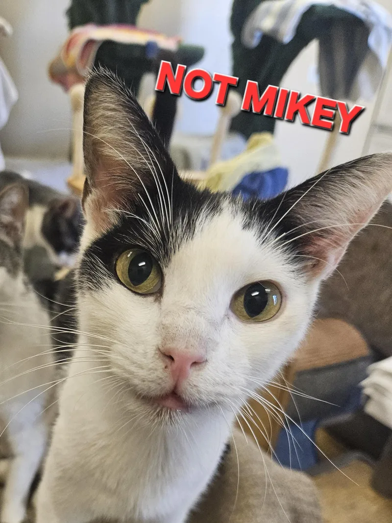 Mikey & Not Mikey thumbnail 2
