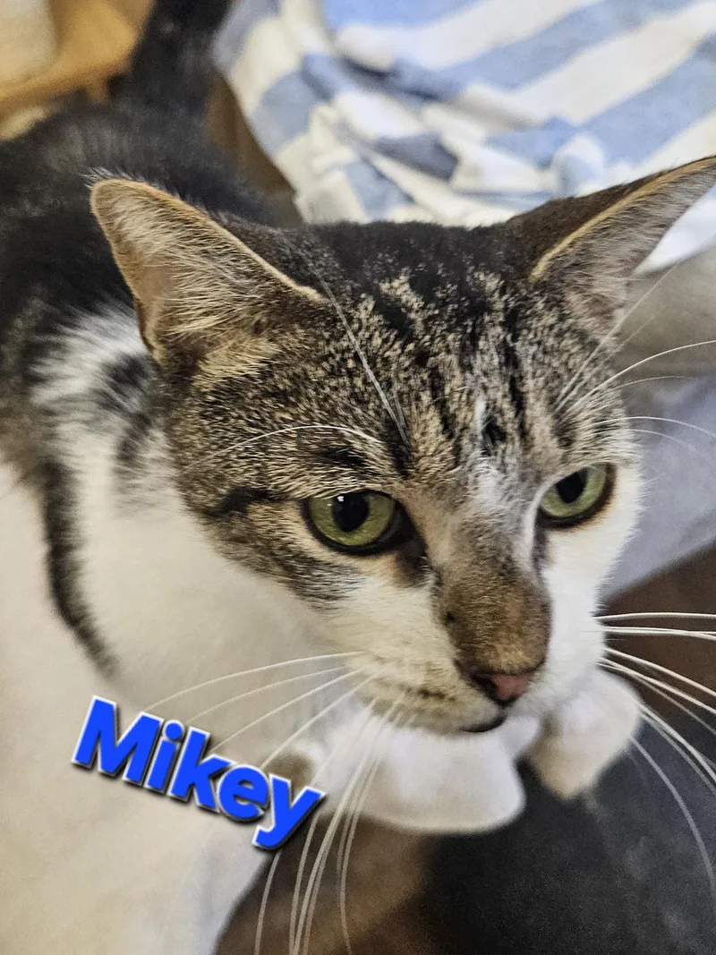 Mikey & Not Mikey thumbnail 4